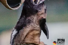 Schutzdienst