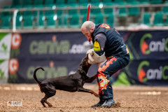 Dobermann bei der Schutzdienstübung mit Helfer bei der CACIT Germany 2025 in der Ostbayernhalle