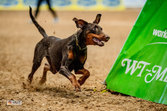 Dobermann beim Revieren am Versteck bei der CACIT Germany 2025 in der Ostbayernhalle
