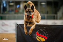 Belgischer Schäferhund beim Sprung über die Hürde