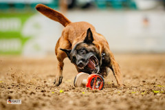 Malinois apportiert mit voller Energie bei der CACIT Germany 2025 in der Ostbayernhalle