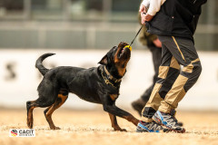 Rottweiler beim Obedience-Teil der CACIT Germany 2025 in der Ostbayernhalle