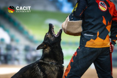 Deutscher Schäferhund bei der Schutzdienst-Übung während der CACIT Germany 2025 in der Ostbayernhalle