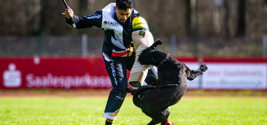 riesenschnauzer Riesenschnauzer CACIT Germany