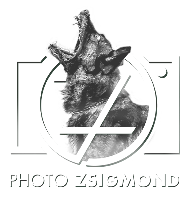 photo zsigmond