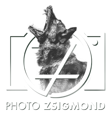 photo zsigmond