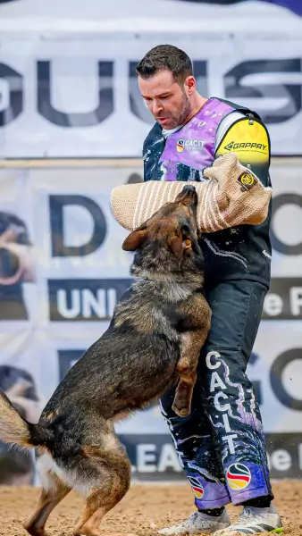 benjamin breiner Schutzdiensthelfer Benjamin Breiner in schwarz-lila CACIT-Germany-Ausrüstung hält einem aufspringenden Deutschen Schäferhund den Gappay-Ärmelschutz entgegen, der ihn fest im Maul greift.