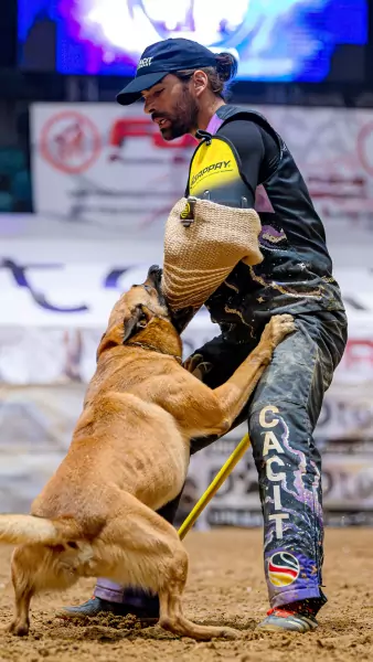 daniel fontes Schutzdiensthelfer Daniel Fontes in schwarz-lila CACIT-Germany-Ausrüstung hält einem sitzenden Belgischen Malinois den Gappay-Ärmelschutz entgegen, der ihn fest im Maul hält.