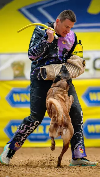 pawel krawczyk Schutzdiensthelfer Pawel Krawczyk in schwarz-lila CACIT-Germany-Ausrüstung hält einen gelben Stock erhoben, während ein Belgischer Malinois seinen Ärmelschutz greift und daran zieht.